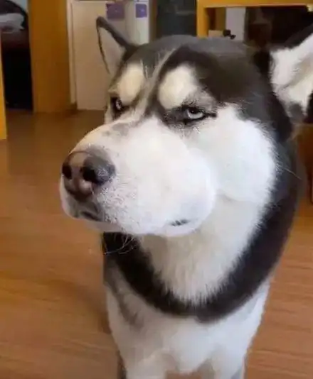 哈士奇越狱出逃,结果回来时竟变成了个猪头跟马蜂打了一架
