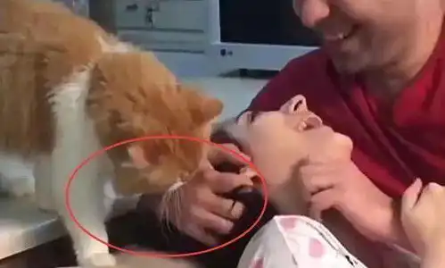 主人假装要打老婆,橘猫的反应暖心,橘猫你动她一下试试
