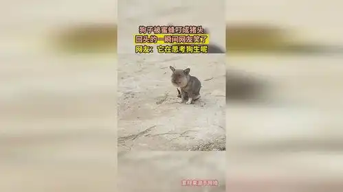 狗子被蜜蜂叮成猪头,回头的一瞬间网友笑了,网友它在思考狗生呢
