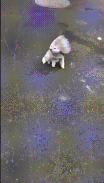 搞笑gif段子有想法的树
