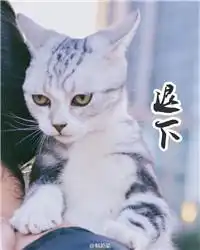 傲娇猫咪表情包大全
