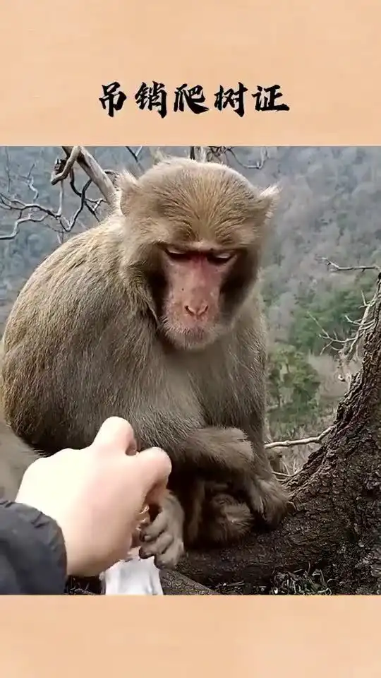 喝酒还爬树,吊销爬树证
