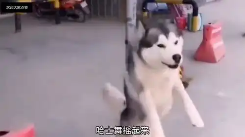 爆笑段子二哈来跟上我的节奏,哈士舞跳起来
