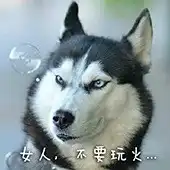 二哈表情包
