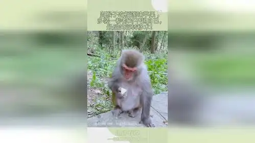 当猴子吃榴莲味苹果,多装一秒都对不起自己,画面不要太搞笑
