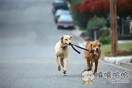 狗遛狗的评论百田搞笑大全
