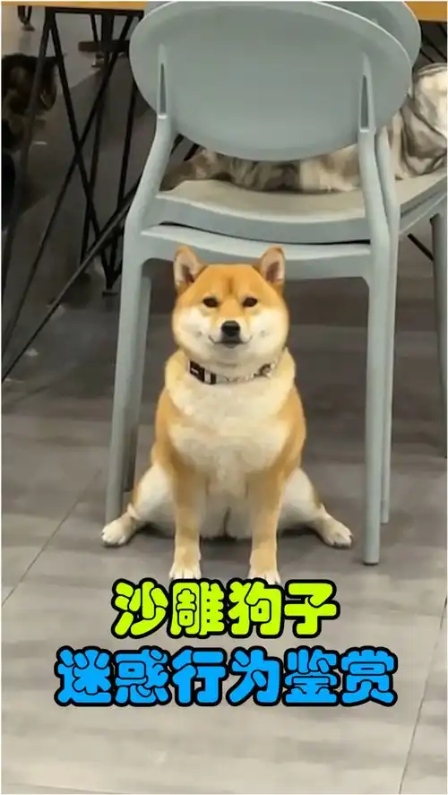 沙雕狗子迷惑行为鉴赏
