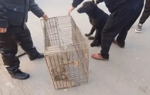 600块,温顺大黑狗在狗贩之间连续被卖3次,狗贩来上吊绳送给它
