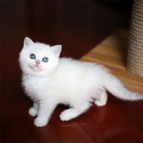 图英短银渐层幼猫英国短毛猫矮脚小猫幼崽活体宠物猫贵阳宠物猫贵阳列表网