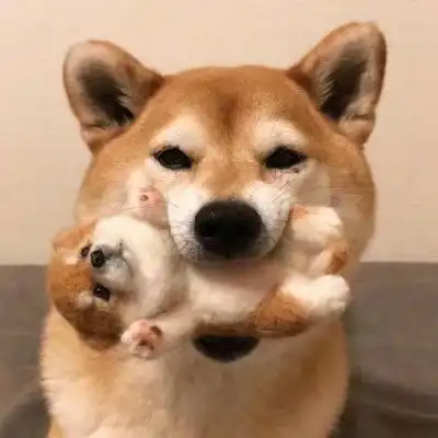 搞笑动物头像
