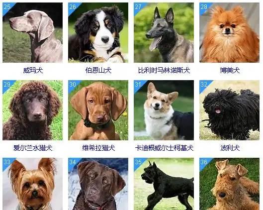 狗狗智商排名前十和前100名你的狗狗聪明吗
