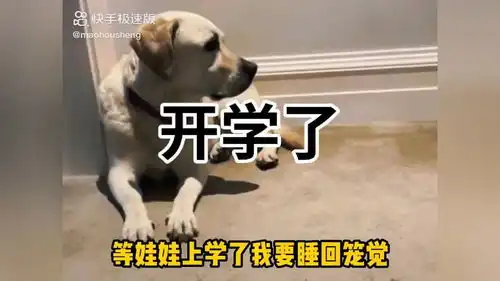 终于开学了,家长们自由了开学了神兽归笼搞笑配音
