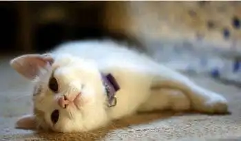超级可爱的猫咪图片
