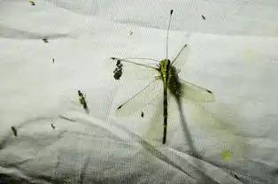 闷热夏夜不在家孵空调去寻找萤火虫别惊扰了夜精灵
