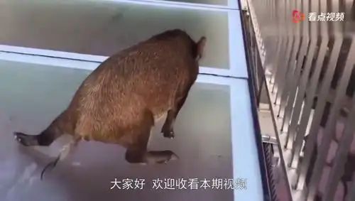 野猪误闯玻璃桥,结果被吓到劈叉,安保没见过这么搞笑的野猪
