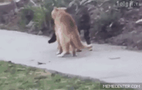 喵星人搞笑动图gif
