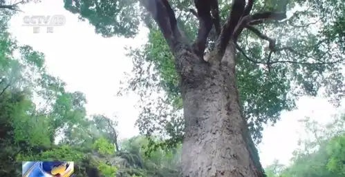 安乐号千年古树普洱茶
