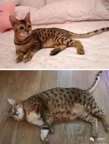 宠趣把你们主子最搞笑的照片晒出来,敢吗
