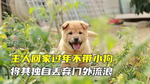 主人回家过年不带小狗,将其丢弃门外独自流浪,好心大哥雪中送炭
