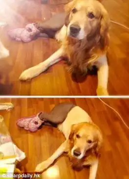 狗狗性感丝袜照走红网络