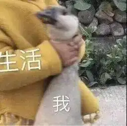 日常聊天表情包
