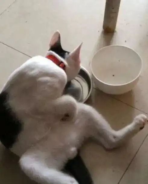 你们是猴子派来搞笑的吗爆笑囧图
