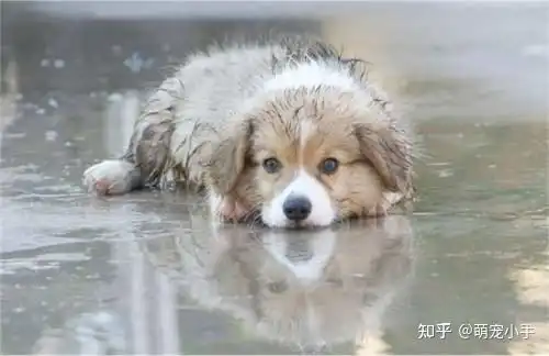 你知道吗其实狗狗的一生都在等待
