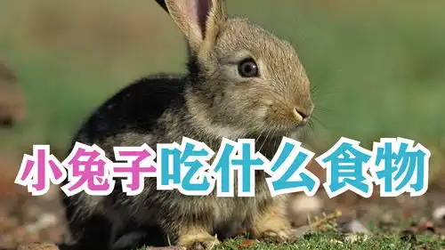 小兔子吃什么食物

