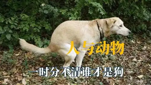 人类和动物的爆笑瞬间,一时分不清谁才是狗,小猫咪嗅觉多灵敏
