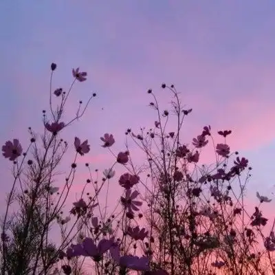 花花合集
