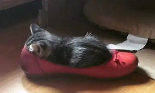 家里的猫咪城会玩,我打算放弃治疗了,想要的报名
