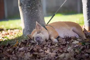 宠物猪享奢华待遇喜欢看电视

