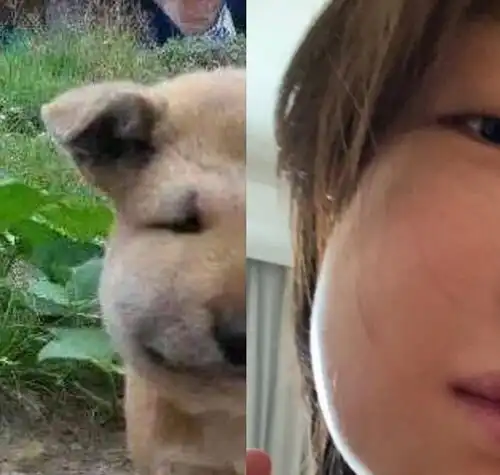 周冬雨被粉丝调侃捅马蜂窝小黄鸭变小胖鸭,看到照片已经笑傻了
