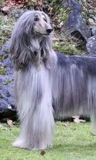 世界名犬阿富汗猎犬,唯一可以进五星级酒店的狗狗,具有高贵的外貌和气质

