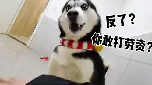 摸哈士奇的时候突然打它一下,二哈震惊了表情管理太搞笑了
