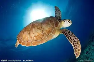 海龟科图册
