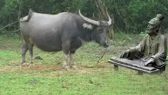对牛弹琴
