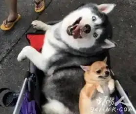 哈士奇图片蠢萌二哈搞笑图片大全合集
