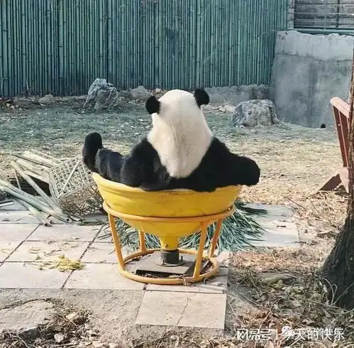 搞笑图片第338期城管我知道是什么,这猴管到底是啥岗位
