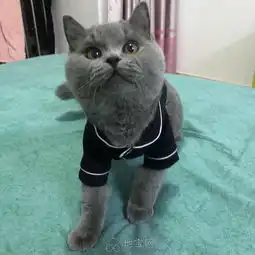 英短蓝猫猫咪找主人