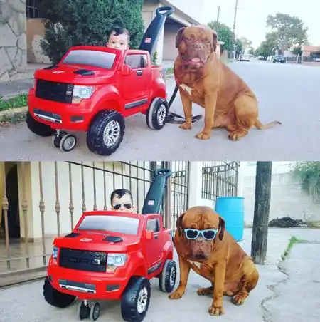 累成狗的汪星人谁再说劳资是主子,我就跟谁急
