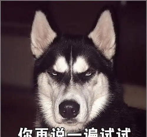 男子下班回家,发现二哈一直撞墙,以为它发疯了,走近一看傻眼了