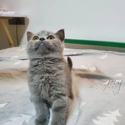 龙华红山包子脸英短蓝白/蓝猫