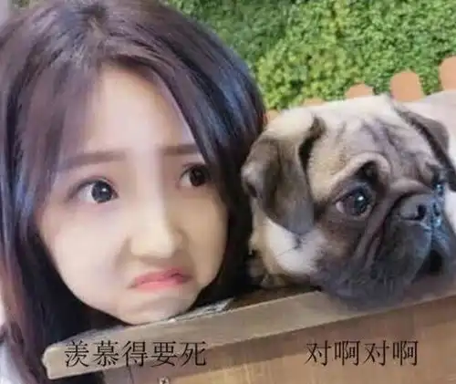 累成狗图片搞笑笑话