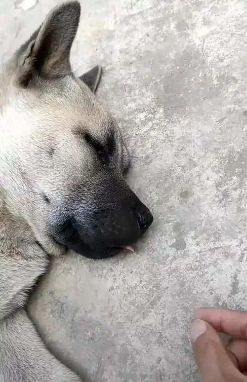狗狗睡着做梦,主人双手犯贱,一抓狗舌头拼命外拉
