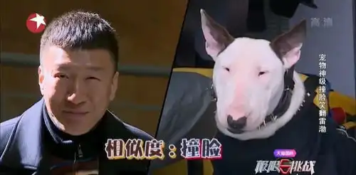 极限挑战再换血引争议,黄磊罗志祥张艺兴退出原因全分析