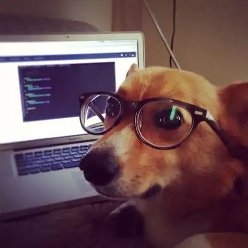 戴上眼镜的萌宠们,看起来很有学问
