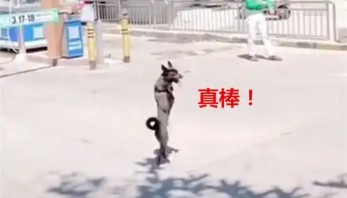 狗狗模仿人类行走,被人拍下照片传到网上,一下成了网红狗一哥
