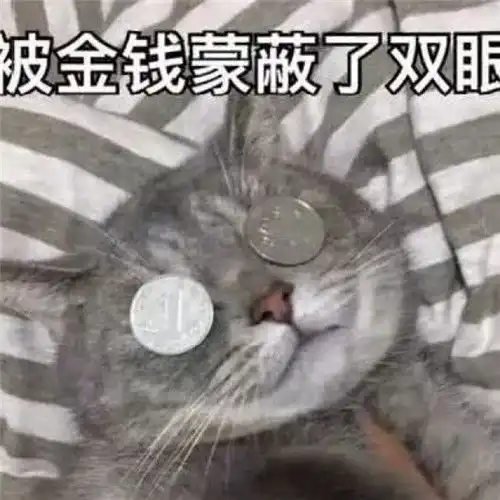萌猫带字头像图片,萌猫带字撒娇表情包系的
