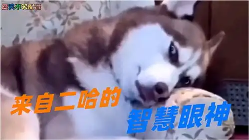 搞笑配音当你偷瞄二哈时,它也在用智慧的眼神观察你
